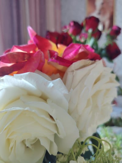 The image shows a close-up of a bouquet of roses. The foreground is dominated by two large, white roses, their petals soft and delicately curved. Behind them, a mix of pink and red rose petals are visible, some appearing to be slightly wilted. In the background, several deep red rose buds are present, along with hints of green foliage. The overall impression is of a vibrant, yet subtly aging, floral arrangement. The lighting suggests it could be daytime, possibly indoors given the soft, diffused light and the blurry background which includes what appears to be a curtain and possibly a framed picture. No people are visible, and there is no visible text. The scene evokes a feeling of natural beauty and perhaps a touch of gentle melancholy due to the slight wilting of some petals.