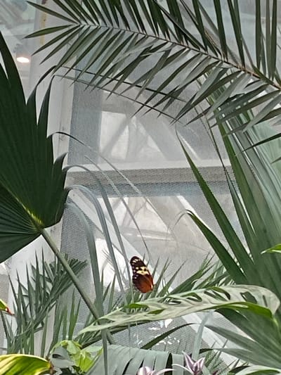 The image shows a brown, black, and yellow butterfly perched on a green leaf, surrounded by various other types of foliage. The background appears to be a partially obscured, light-colored structure. The location, Konya, Turkey, is not evident from the image, and therefore cannot be confirmed based solely on visual evidence.