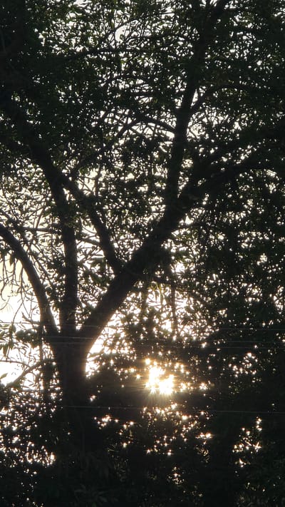 The image captures a sun-drenched scene viewed from beneath the canopy of a dense tree in Alkhazurovo, Russia. The primary subject is the intricate network of tree branches and leaves, silhouetted against the bright sky. The sun is a prominent element, shining through the foliage, creating a lens flare effect with prominent starburst rays. This sunlight also creates numerous bright highlights and sparkles on the leaves and the overall scene, suggesting a dynamic and vibrant atmosphere.
The lighting indicates it is likely late afternoon or early evening, given the warm quality of the sunlight and the angle at which it is filtering through the leaves. The weather appears to be clear, allowing for this brilliant display of sunlight. The overall mood evoked is one of natural beauty and tranquility, with the sun's rays creating a sense of almost magical illumination.
There are no people or discernible objects other than the natural elements of the tree and sky. The location is identified as Alkhazurovo, Russia. There is no visible text in the image. The fine lines that appear in the image might be reflections on the camera lens or atmospheric effects like fine rain or dust motes.