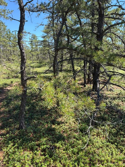 The image depicts a dense forest scene with pine trees and a carpet of green undergrowth. The trees are aged, with gnarled branches and rough bark, creating a somewhat wild and untamed atmosphere. The pine needles are vibrant green, and some of the branches are thick and sturdy, while others are slender and twisted. The undergrowth is a rich green, suggesting a healthy, thriving ecosystem. The lighting indicates it's daytime, with sunlight dappling through the trees, creating shadows and highlights. The scene evokes a sense of peace and natural beauty, typical of a woodland setting. There are no people or obvious objects in the image, focusing entirely on the natural environment. The image is a still shot, with no discernible activity or event taking place. The location appears to be a natural, undeveloped area, possibly a park or a wild forest. There is no visible text in the image.