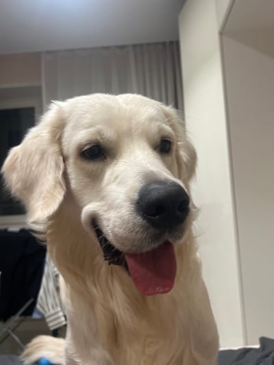 A white Golden Retriever dog is close-up, slightly tilted to the side, with its tongue hanging out. The dog has dark eyes and a wet, black nose. The background is out of focus, showing a white ceiling, a window with blinds, and some dark clothing. The lighting is bright.