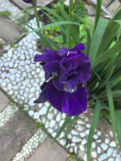 This is a close-up, vertical, eye-level shot of a dark purple iris flower. The flower is in focus and dominates the right side of the frame, with its intricate petals unfurling. Hints of yellow and white markings are visible on the lower petals. To the left of the flower, a garden path is visible, constructed with alternating planks of grey wood and white pebbles. The background is softly blurred, showing green foliage and hints of dirt. The lighting suggests it is daytime, likely outdoors in a garden. No people or text are visible. The setting appears to be a garden in or near Шашкоўскі сельскі Савет, Belarus, given the provided location context.