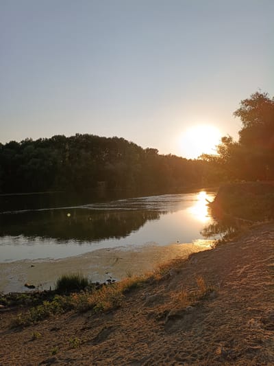 An outdoor, vertical, full shot captures a tranquil sunset over the Nistru River in Nezavertaylovka, Moldova. The sun, a bright orb casting a golden glow, is positioned in the upper right quadrant of the frame, partially obscured by the silhouette of trees. Its reflection shimmers on the water's surface, creating a luminous pathway. The riverbank in the foreground is composed of dry, sandy soil, sparsely vegetated with dry grasses and small green shoots. The water itself is calm, with patches of green algae floating near the bank. Across the river, a dense line of dark green trees forms a natural barrier, their forms softened by the evening light. The sky above is a clear gradient of pale blue, transitioning to a lighter hue near the horizon, with a few faint specks that could be birds or insects. The overall atmosphere is serene and natural, indicative of a quiet evening in a rural setting.