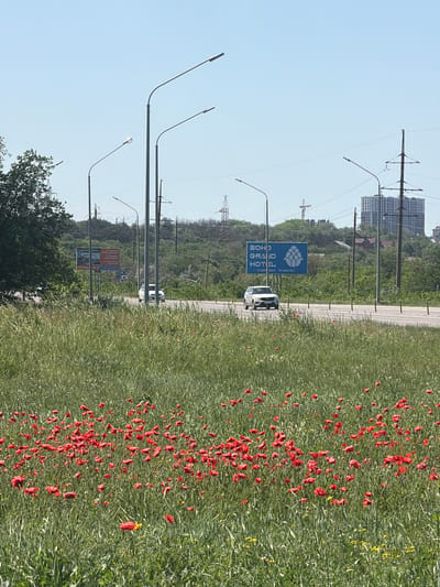 The image depicts a roadside scene in Novoalexandrovka, Russia. A field of predominantly green grass dotted with numerous red poppies occupies the foreground. Adjacent to the field is a road with a few vehicles, including a white van. On the opposite side of the road is a line of green vegetation, including trees and shrubs. In the background are utility poles and transmission lines, partially obscuring buildings. Roadside signage, including a sign for "Soho Grand Hotel", is also visible. Street lights are present along the roadside. The sky is clear and pale blue.