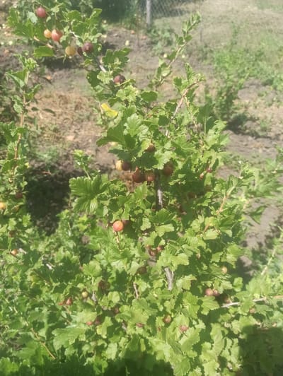 A close-up, overhead shot captures a gooseberry bush laden with ripening berries. The bush is vibrant green with leaves that have serrated edges. The berries, varying in color from pale yellow and light red to deep maroon, are scattered throughout the foliage, some appearing round and others slightly elongated. A few bare branches are visible, some with small thorns.
The scene is outdoors, with a hint of dry, earthy soil and patches of green grass in the blurred background, suggesting a garden or a natural setting. The lighting indicates it is daytime, with bright sunlight creating shadows and highlighting the texture of the leaves and berries. The overall impression is one of a healthy, fruitful plant in a rural or suburban environment, likely in a temperate climate. There is no text visible in the image. The location context is Moldoveanca, Moldova.