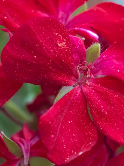 A close-up, macro photograph showcases a vibrant red flower, likely a geranium, in a natural setting in Mesta, Bulgaria. The flower dominates the frame with its rich crimson petals.
The petals display an intense, uniform shade of red, with a soft, slightly velvety appearance. Numerous tiny, sparkling specks are scattered across the petal surfaces, appearing as either pollen grains or small water droplets reflecting light, adding a delicate texture and shimmer.
At the center of the bloom, the reproductive parts are clearly visible. A cluster of green, slightly fuzzy structures forms the base, from which several stamens emerge. These stamens are tipped with anthers heavily laden with bright yellow pollen. The intricate details of the flower's core are sharply defined.
The background is softly blurred, presenting a harmonious mix of green and reddish hues, suggesting other foliage or flowers behind the main subject. The lighting is gentle and diffused, indicating natural daylight without harsh shadows. There is no visible human activity or text in the image. The photograph focuses entirely on the exquisite detail and striking color of the blooming flower.