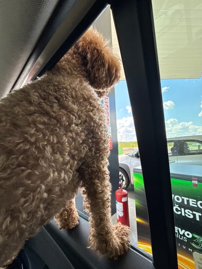 A light brown, curly-haired dog is looking out of a vehicle's sunroof. The vehicle appears to be at a gas station. Outside the vehicle, there is a white van or SUV, a sign with "PROTEC ČIST" printed on it, and a red fire extinguisher is visible. The background features a blue sky with some clouds. Based on visual elements of the scene, it can be inferred that this image was taken in the Ub Municipality, Serbia.