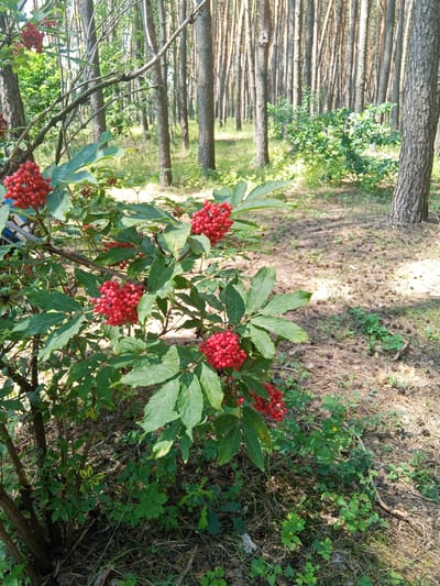 The image depicts a close-up view of a bush with clusters of small, ripe red berries and green leaves. The bush is situated in a forest environment, with numerous tall, slender trees with textured bark visible in the background. The forest floor is covered in dry pine needles, fallen leaves, and scattered green undergrowth. Sunlight filters through the trees, creating dappled shadows on the ground. The scene appears to be a natural outdoor setting, possibly a park or wooded area within or near Bohodukhiv, Ukraine. No people or animals are present in the image, and no specific actions or interactions are depicted. The overall atmosphere is one of natural tranquility.