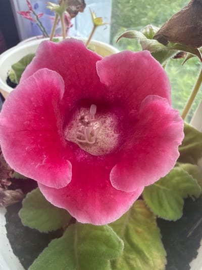 A close-up, top-down shot focuses on a vibrant pink, trumpet-shaped flower, likely a gloxinia, with a speckled yellow interior. The flower has velvety petals with a slightly fuzzy texture and wavy edges. Inside the bloom, a delicate stamen and pistil are visible. Surrounding the flower are large, fuzzy green leaves, some showing signs of yellowing. The flower is situated in a white pot, which is partially visible. In the background, out of focus, are hints of other plants with pink and green foliage, as well as a blurred window with a green, outdoor view. The lighting suggests an indoor setting, possibly near a window. The location of this image in Kuril'sk, Russia is not determinable from the visual information present.