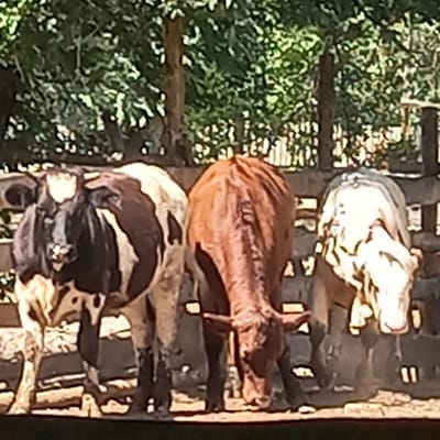 Three cows are standing in a fenced enclosure. The cow on the left is black and white, the middle cow is brown, and the cow on the right is white with brown markings. They are standing on dirt ground with some wooden structures behind them. Trees and foliage are visible in the background. There is no indication of the city of Petro-Pavlovka, Kyrgyzstan in this image.