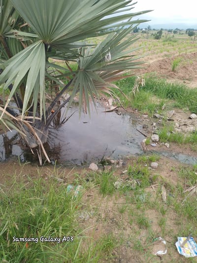 This is a medium-shot, eye-level, outdoor, daylight, slightly overcast image of a muddy puddle with a palm tree growing next to it. The puddle is in the foreground, and the palm tree is to the left. The water is murky and stagnant, with debris floating on the surface. The ground around the puddle is muddy and uneven, with some rocks and grass. The palm tree has large, fan-shaped leaves that are green and brown. In the background, there is a rural landscape with houses and trees. The location is Angwan Hausawa, Nigeria.
