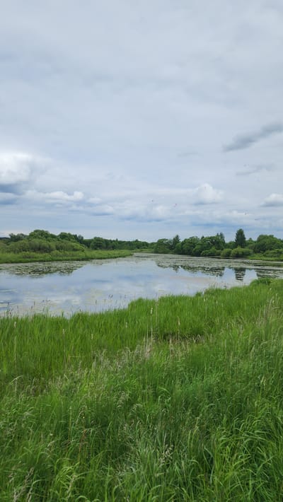The main image, when viewed in its intended landscape orientation, depicts a serene natural waterscape, likely in Glukhovo, Russia. A calm body of water, possibly a wide river or canal, runs horizontally across the middle of the frame. Its still surface reflects the cloudy sky and the trees on the opposite bank, and is sparsely dotted with aquatic vegetation, resembling lily pads.
On the right side of the image, a wide, lush expanse of tall, vibrant green grass fills the foreground and extends along the bank of the water. The grass appears wild and untamed, with varying shades of green. On the far side of the water, a dense line of deciduous trees forms a dark green, forested horizon, extending into the distance. Above the scene, the sky is predominantly overcast with soft, diffuse white and light grey clouds, indicating a cloudy or partly cloudy daytime.
No people, animals, or specific activities are visible in the image. The time of day appears to be daytime, with soft, ambient light. The overall mood is tranquil and natural. There is no visible text.