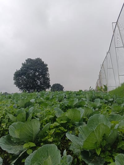 A field of cabbages under a cloudy sky, with dew visible on the leaves. Two large trees stand in the background. A tall, white fence runs along the right edge of the frame, partially obscuring the horizon. The scene has a subdued, slightly overcast atmosphere.