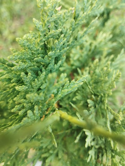 The image is a close-up, macro shot of evergreen foliage, likely from a conifer tree such as a juniper or cypress. The leaves are scale-like, tightly overlapping, and a vibrant green with some lighter, yellowish-green tips. The branches are thin and appear to be dense. The background is softly blurred, suggesting a natural outdoor environment with other greenery. There are no people or discernible man-made objects in the image. The overall impression is of natural growth and detail within the plant's structure. There is no indication of the location being in Vinkivtsi, Ukraine.