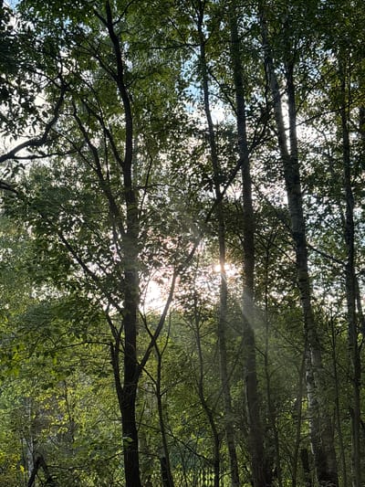 This is a low-angle shot looking up through the canopy of trees. The branches and leaves of several trees fill the frame, with the bright sky and the sun visible through the gaps. The sun is partially obscured by branches and leaves, creating a dappled lighting effect and lens flare. The leaves appear to be a vibrant green, suggesting it is daytime during a warmer season. The scene conveys a sense of peacefulness and being immersed in nature. There are no people or specific objects visible, and no text is present in the image. The orientation of the image suggests it was taken looking upwards from the ground.