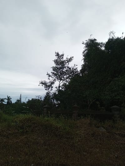 Overcast sky blankets a landscape of dense vegetation. A weathered concrete fence with pillars separates an overgrown foreground from a backdrop of lush trees and shrubs. Dominating the scene are dark green trees, contrasting with a sparse tree standing in the center. Distant structures are barely visible on the horizon, hinting at a built environment hidden within the natural setting. The image evokes a sense of neglect and untamed growth.