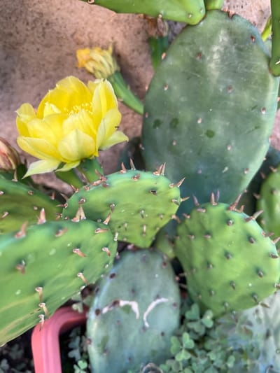 This is a close-up, top-down photograph of a prickly pear cactus plant. The cactus has several large, flat, green pads covered in small, sharp spines. One vibrant yellow flower is blooming prominently in the foreground, with its petals unfurled. In the background, a smaller, wilted yellow flower can be seen, along with some small green clover-like plants. The setting appears to be outdoors, possibly in a garden or patio, with a textured, neutral-colored surface in the lower left corner that could be a wall or paving stone. A pink planter edge is visible in the background. The lighting suggests it is daytime. There is no visible text in the image.