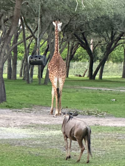 The image shows a giraffe standing on the edge of a dirt path. A wildebeest is nearby and running on the other side of the path. There are trees to the left and grass on both sides of the path. A black cylindrical container is suspended in the trees. The location is in Bay Lake, United States.