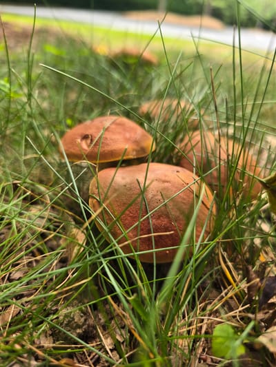The image captures a close-up view of a cluster of brown-capped mushrooms growing amongst blades of green grass and fallen leaves. The mushrooms have a velvety texture and a reddish-brown hue. The surrounding foliage is lush and green, with some dry, brown leaves scattered on the ground. The lighting suggests it is daytime, possibly in the late afternoon, as indicated by the soft light filtering through the grass. The overall scene evokes a sense of nature and the forest floor. The image is oriented vertically. No people are visible, and no text is present in the image. The location context provided is Milton, United States of America, which suggests a natural outdoor setting within that region.