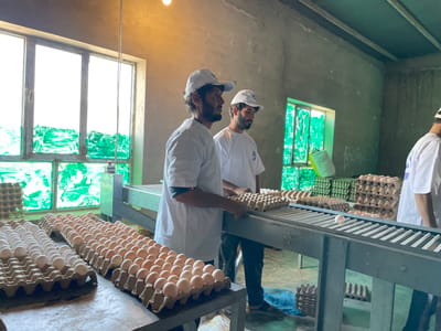 The scene depicts an interior view of an egg processing or packaging facility in Shuyene Vosta, Afghanistan. Three adult males are present; two are visible from the waist up, and a third is partially visible on the far right. All three wear matching white t-shirts and white baseball caps. The man on the left, with a beard, is placing an empty cardboard egg carton onto a surface laden with filled egg cartons containing both white and brown eggs. Adjacent to him, another bearded man stands near a gray industrial conveyor belt machine, which has a single white egg on its surface. Numerous stacks of empty cardboard egg cartons are visible in the background against a raw concrete or plaster wall. The room is illuminated by natural light entering through large windows, the lower panes of which are covered with a translucent green film or paint. A bare lightbulb hangs from the ceiling. A green sack and additional stacked egg cartons are visible through a smaller window opening in the background. The walls appear unfinished, and some dark markings or graffiti are present on the rear wall.