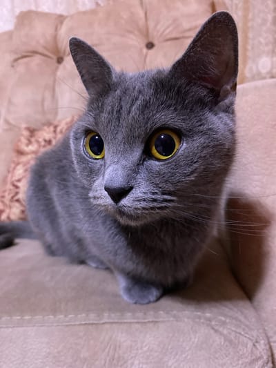 A Russian Blue cat with bright yellow eyes is pictured in a close-up shot, resting on a plush, light brown sofa. The cat's fur is a uniform slate gray, and its ears are pointed and alert. The background consists of the sofa and a textured pillow, both in shades of beige and pink. The lighting appears to be artificial, casting soft shadows. The scene is indoors, and there is no indication of the specific location within Kocasinan, Turkey.