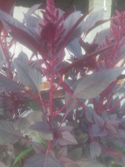 The image shows a close-up view of a plant with dark reddish-purple leaves and flower stalks. The leaves are elongated and pointed, with prominent veins. The flower stalks are upright and covered in small, dense, reddish florets, giving them a feathery or spiky appearance. The plant has sturdy, reddish stems. The background is out of focus but appears to be a light-colored wall or building, possibly made of concrete blocks, and some greenery suggesting an outdoor setting. The lighting is somewhat diffuse, with no harsh shadows, which could indicate an overcast day or a shaded area. The colors are rich and deep, dominated by the purples and reds of the plant. There are no people, animals, or discernible text in the image. The focus is entirely on the botanical subject.