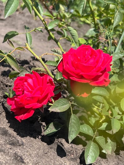 The image captures two vibrant red roses in bloom, positioned outdoors on what appears to be a sunny day. The roses are the central subjects, showcasing their intricate petal structures and rich coloration. One rose is slightly larger and positioned on the right, with its petals unfurling outwards. The other rose, smaller and to the left, is also in full bloom, with its petals layered and delicate.

The roses are situated amongst lush green foliage and stems, typical of a rose bush. The background shows more greenery and some brown, earthy soil, suggesting a garden or natural setting. Shadows are cast upon the soil, indicating the presence of sunlight. The soil itself appears dry and textured.

No people are visible in the image, nor are any actions or interactions being depicted beyond the natural state of the blooming flowers. The scene is static and focuses on the botanical beauty of the roses.

Given the request to include location information, and without any visual cues in the image to confirm or deny it, I must state that the image itself provides no evidence of being in the city of Nizhnee Sancheleevo, Russia. The description above is based solely on the visual elements present in the photograph.