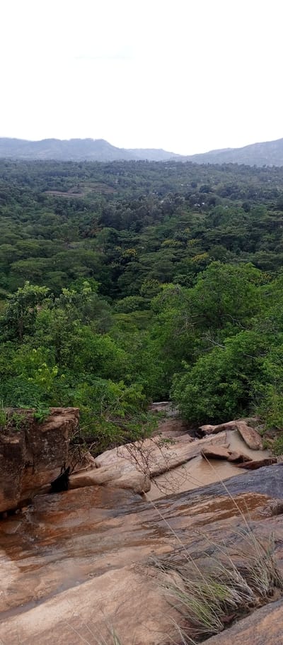 The scene depicts a natural landscape in Mukuyuni, Kenya. The foreground consists of reddish-brown and dark grey stratified rock formations, wet in areas, suggesting a watercourse. Brownish water flows over these rocks and collects in shallow pools. Patches of dry, straw-colored grass and sparse bare branches emerge from crevices. A dark, indistinct object is partially visible within a shaded crevice among the rocks on the lower left. The midground is dominated by a dense, varied canopy of green trees and shrubs, some displaying clusters of yellowish foliage. In the background, rolling hills or mountains covered in vegetation extend under a bright, overcast sky. Faint terraced fields and distant structures are discernible on the hillsides. No human figures are present, and no active interactions are observed.