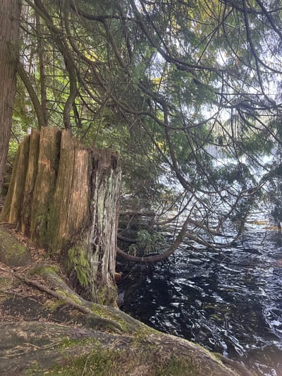 The image captures a natural scene along the waterfront in Belcarra, Canada. In the foreground, a large, weathered tree stump stands prominently on the left side of the frame. Its rough, vertical wood grain and patches of green moss suggest age and exposure to the elements. The stump is situated on a moss-covered embankment with exposed tree roots intertwining with the soil. Beyond the stump, dark, rippling water fills the right side of the image, reflecting the surrounding trees and the sky. The water's surface is disturbed by subtle currents, creating patterns of light and shadow. Overhanging the water and stump are numerous branches and foliage from evergreen trees, their dense canopy creating a dappled light effect on the scene. The overall impression is one of a tranquil, undeveloped natural environment.