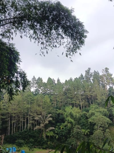 The image captures a lush, dense forest landscape under a cloudy sky, characteristic of a tropical highland region such as the Nebilver (Tegal) Admin Centre in Papua New Guinea.
The sky, occupying the upper third of the image, is a uniform light grey, suggesting an overcast day with soft, diffused lighting and no harsh shadows. Overhanging bamboo branches with slender green leaves frame the top and left side of the composition, with additional bamboo foliage appearing in the bottom right corner.
The main subject is a thickly forested hillside, rising from the midground. The upper section of the forest is dominated by numerous tall, slender trees with a coniferous appearance, possibly pines, growing closely together. Below these, the hillside is covered in a rich variety of tropical vegetation, including broadleaf trees, large fern-like plants, and other dense foliage. A distinctive palm-like tree with a lighter, perhaps greyish, canopy stands out towards the left-center of the lower forest. The diverse shades of green indicate a thriving and varied ecosystem.
In the bottom-left corner, several bright blue rectangular objects are visible on a small, cleared patch of ground, partially obscured by foreground plants. These appear to be man-made containers or small structures, possibly related to water storage or other local uses. No human activity or individuals are depicted, and there is no visible text. The scene conveys a sense of natural beauty, tranquility, and the abundant greenery of a forested, tropical environment.