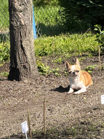 In an outdoor setting in Lauchhammer, Germany, a tan and white chihuahua lies on its side on cultivated soil. A tree trunk is situated to the left of the dog, and a chain-link fence is visible behind the tree. Vegetation is growing adjacent to the soil where the dog is lying. Thin sticks and small white plant markers are placed in the soil. The lighting is bright and the scene is captured in a static, eye-level shot. There are no people visible in the scene. The overall environment suggests a garden or yard setting.