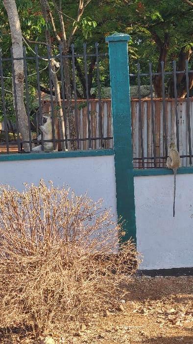 This image captures an outdoor scene in Sanya Juu, Tanzania. In the foreground, a dense, leafless shrub with numerous thin, brown branches occupies the lower left quadrant. The ground beneath it and extending to the right is dry, light brown earth. A white concrete wall runs horizontally across the middle of the frame, topped by a black metal fence with vertical bars. A prominent teal-colored concrete pillar stands vertically, dissecting the wall and fence centrally.
Two light-furred monkeys are visible. One monkey is seated on top of the white concrete wall to the right of the teal pillar, facing away from the viewer with its long tail hanging down against the wall. The second monkey is positioned behind the black metal fence to the left of the teal pillar, appearing to grasp one of the vertical fence bars or a narrow tree trunk. This monkey is partially obscured by the fence and a tree, but its light fur is distinct. Behind the fence, several tree trunks and green-leafed trees are visible, along with a rusted metal fence or structure in the mid-background. The lighting suggests daytime. No people are present in the scene.