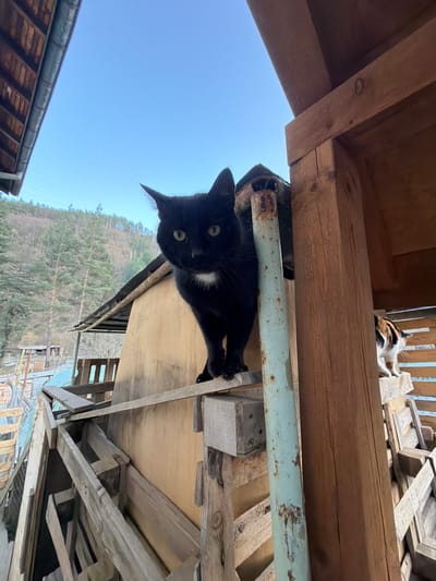 The scene depicts an outdoor setting in Tompsan, Bulgaria, dominated by a complex of weathered wooden structures. A black cat with green-yellow eyes and a small white patch on its chest stands centrally on a horizontal wooden beam, facing directly towards the observer. To its immediate right, a vertical, pale blue/green metal pipe displays significant rust. Behind the black cat is a light-colored wooden wall, topped by a section of a corrugated metal roof. On the far right, partially obscured by a dark brown wooden pillar, a calico cat (white, orange, and black) is visible, positioned on a lower wooden platform and oriented to the right of the frame. The foreground and midground are composed of numerous stacked and interlocked wooden planks and beams, forming various platforms and supports. In the background, a forested hillside with visible power lines extends under a clear, light blue sky. Distant, indistinct structures are visible on the hillside.
