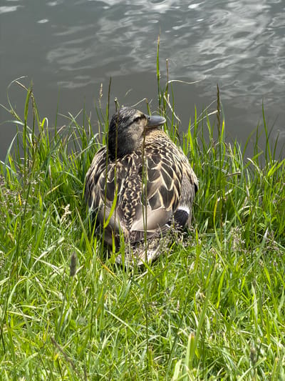 A female mallard duck rests in tall green grass along a body of water. The water is light gray and shows patterns of light reflection. The duck is primarily brown with black and white markings on its feathers. Some of the grass stems are flowering. The duck is next to the waters edge, as the grass appears to blend with the water. Location: Valozhyn, Belarus (inferred).