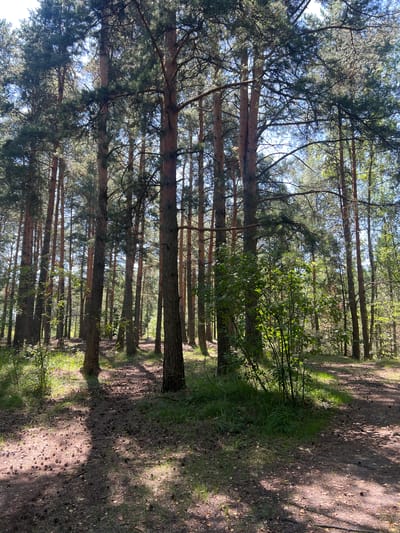 The image shows a sun-dappled forest path in Pyatkovo, Russia. Tall pine trees with brown trunks dominate the scene, their needles creating a dense canopy overhead. Sunlight filters through the branches, casting dappled shadows on the forest floor, which is covered with pine cones, dry leaves, and patches of green grass. A winding dirt path, also strewn with pine cones, leads into the distance, disappearing between the trees. In the foreground to the right, a thick patch of green bushes stands out against the muted tones of the forest. The overall impression is one of a peaceful, natural woodland environment on a clear day. There are no people or animals visible in the image.