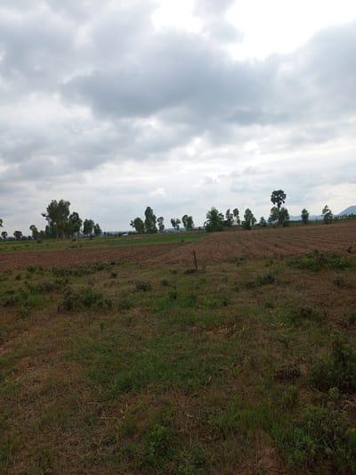 This image depicts a rural landscape in Dinba, Nigeria, under an overcast sky. The scene is dominated by an agricultural field, with a section of tilled, brown earth in the mid-ground, showing rows of prepared soil. In the foreground and along the edges of the field, patches of dry, brown grass and some sparse green vegetation are visible.

A line of trees, including tall eucalyptus and a distinctive fan palm, stretches across the horizon behind the cultivated land. The trees are varied in height and density, with some appearing closer and more prominent than others. In the far distance, hills or mountains can be discerned through the haze.

The weather appears to be cloudy and possibly humid, suggested by the diffused light and the dense cloud cover that obscures any direct sunlight. The sky is a prominent feature, filled with layered gray and white clouds.

There is no discernible activity or event taking place; the image captures a static landscape. No people or specific objects are the focus, beyond the natural elements of the field, trees, and sky. No text is visible in the image. The overall impression is one of quiet, rural scenery, likely in the late morning or afternoon given the overcast conditions.