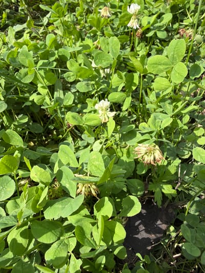 This is a close-up, ground-level photograph of a patch of white clover plants on a sunny day. The clover is lush and green, with many of its characteristic three-leaflets visible. Several white clover flowers are present, some in full bloom and others wilting. The flowers are small and spherical, with a delicate, feathery appearance. The ground beneath the clover is partially visible, appearing as dark soil and some dry organic matter. The lighting suggests it is daytime, with sunlight filtering through the leaves, creating dappled shadows. The location is identified as Altayskiye Zori, Russia, but the specific setting within the city is not discernible from the image alone. There are no people or animals in the image.