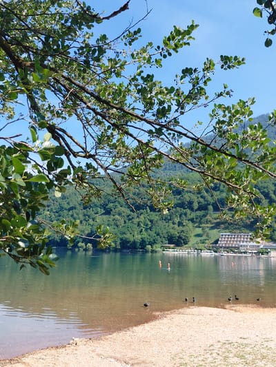 This image depicts a serene lakeside scene in Levico Terme, Italy. In the foreground, a sandy shoreline transitions into shallow, clear water. Several dark-colored birds are visible wading near the shore. Further out in the lake, three orange buoys mark a section of the water. On the far side of the lake, a dense, verdant forest covers a hillside that slopes upwards. Nestled within the trees, a multi-story hotel with a light-colored facade and numerous balconies is visible. The sky above is a clear, bright blue, and the branches of a leafy tree overhang the top of the image, framing the view. The overall atmosphere is peaceful and natural.