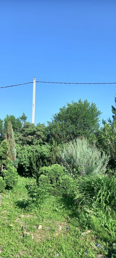 A vertical, full-shot, eye-level, outdoor, daytime image shows a section of a garden with a clear blue sky above. A power line stretches horizontally across the upper portion of the frame, supported by a tall, thin, grey, concrete utility pole on the left side. The pole has a number "4" faintly marked on it. The garden is densely populated with a variety of green shrubs and trees. The foliage is lush and varied in texture and shape, ranging from tall, slender cypress-like trees on the left to rounded, bushy evergreens and feathery, silvery-green bushes in the center and right. Some smaller flowering plants with pink and purple blooms are visible amongst the greenery. The ground in the foreground is covered with green grass and scattered rocks. The scene depicts a well-maintained garden area, likely in a residential or park setting, with no people visible.