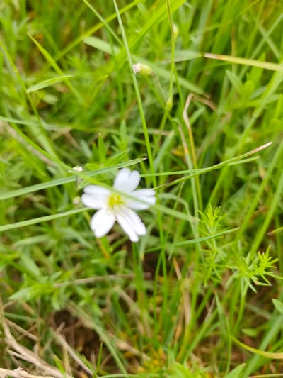The image shows a close-up view of a small white flower blooming amongst green grass. The flower has five petals and a yellow center. The grass is dense and appears to be a natural setting, possibly a park or a field. The lighting suggests it is daytime, with soft natural light illuminating the scene. There are no people or man-made objects clearly visible in the image. The overall impression is one of natural beauty and tranquility. This scene is from a location in Pinsk, Belarus.