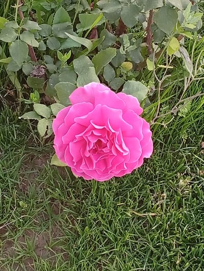 A vibrant pink rose bloom is the central focus of this image, positioned in the lower center. The rose is fully open, revealing a complex arrangement of tightly packed petals with ruffled edges. Its color is a rich, saturated pink, with subtle lighter pink highlights on the inner petals. The bloom is surrounded by lush green foliage, consisting of rose leaves and other various green plants, some of which are out of focus, creating a soft bokeh effect. The background includes the textures of grass and possibly some soil. The scene appears to be an outdoor setting, likely a garden or a natural area, in the city of Kerben, Kyrgyzstan. There are no people or animals visible in the image. The lighting suggests it might be daytime, possibly with soft sunlight.