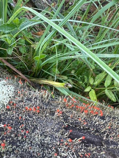 The image is a close-up, eye-level shot of a piece of dark, weathered wood covered in a dense growth of Cladonia lichen. The lichen presents as a textured surface with numerous upright, pale gray to greenish-gray stalks, many topped with small, vibrant red apothecia. Interspersed among the stalks are patches of white, coral-like lichen. In the background, green blades of grass are visible, some with dew drops clinging to their edges, suggesting a damp, outdoor environment. A slender, dried brown twig extends diagonally across the top of the lichen-covered wood. The scene is natural and detailed, focusing on the textures and colors of the lichen and surrounding vegetation. There are no people or animals present in the image. The specific location in Kebezen, Russia, is not discernible from the visual information provided in the image itself.