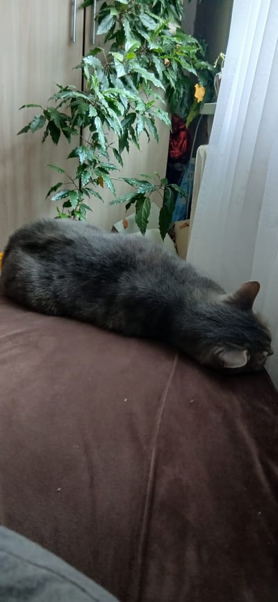A grey cat is sleeping on a brown surface. The cat is curled up and its head is tucked down. In the background, there are some plants and a white curtain. The scene appears to be indoors. The location is Yaransk, Russia.