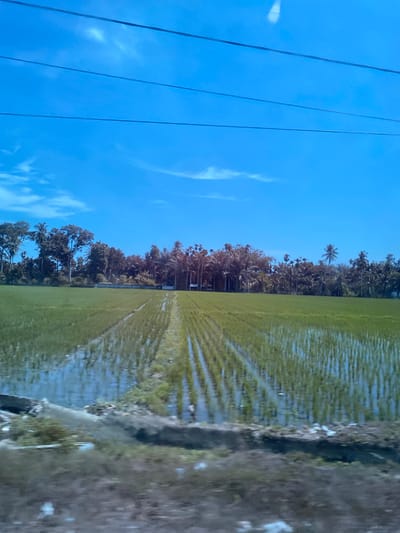 In Aluekambuk, Indonesia, a vibrant blue sky stretches over a lush green rice paddy. The paddy is flooded, reflecting the sky and the neatly planted rows of rice seedlings, creating a mesmerizing pattern. A line of trees, including palm trees, borders the field, with some buildings partially visible among them. Power lines are strung across the top of the frame, a stark contrast to the natural beauty of the landscape. In the foreground, a blurred embankment suggests the perspective of a moving vehicle, adding a sense of journey to the scene. The overall impression is one of peaceful rural life, bathed in the warm light of a clear day.