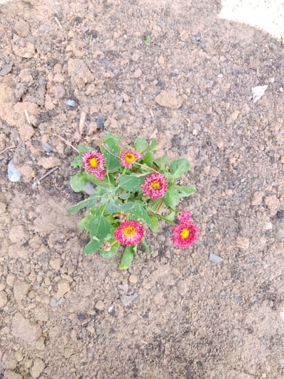 A cluster of small, pink daisy-like flowers with yellow centers grows from the soil. The flowers are clustered together on green stems and leaves. The ground is composed of dry, reddish-brown soil with small pebbles and some debris, including small pieces of straw. The scene appears to be outdoors, likely in a garden or natural area. The image does not depict any people or specific actions. The location is identified as Кашка-Суу, Kyrgyzstan.