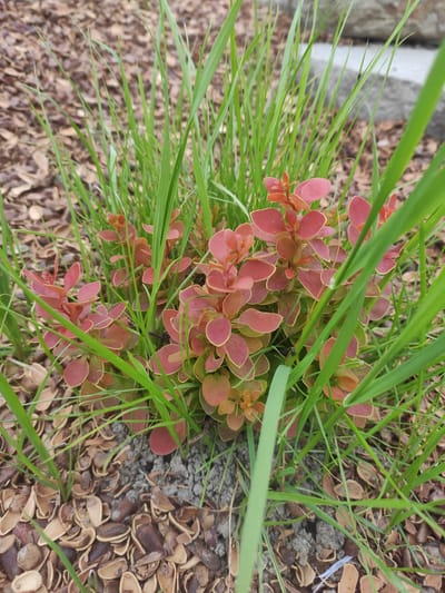 An outdoor, close-up, eye-level shot captures a small shrub with vibrant reddish-pink leaves and a thin yellow border, nestled amongst tall green blades of grass. The ground beneath is covered with a layer of brown and tan pinecone scales and dark soil, with a rough, gray, concrete-like structure visible in the upper right background. The scene appears to be a garden or landscaping area. No people or animals are visible. The lighting suggests it is daytime, with natural light illuminating the scene.