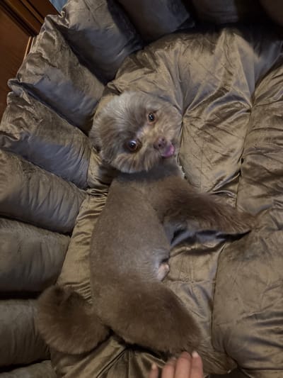 A brown poodle is lying on a plush, textured brown surface, possibly a dog bed or couch. The dog is facing the camera with its head tilted slightly. Its tongue is sticking out, and its eyes are open and looking forward. The dog's fur is short on its body and longer around its head and tail. The background is dark and appears to be a dimly lit room. A portion of a wooden piece of furniture is visible in the upper left corner. A human hand is visible in the lower right corner of the image, near the dog's tail. The location is described as Novu Arhangelskoe, Russia.