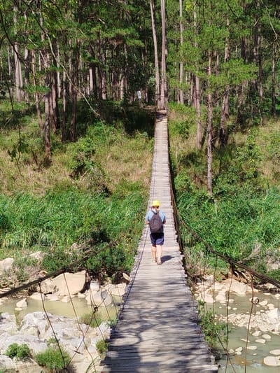 A single individual is observed traversing a wooden suspension bridge in a forested landscape, identified as Tuý Sơn, Vietnam. The person is viewed from behind, wearing a yellow hard hat, a light blue short-sleeved t-shirt, dark shorts, and light-colored sandals, with a dark backpack strapped to their back. They are walking towards the far end of the bridge, which ascends slightly into a dense forest.
The suspension bridge features a walkway constructed from horizontal wooden planks, supported by thick metal cables running along both sides. Thinner vertical wires connect these main cables to the bridge's structure. Below the bridge, a shallow river or stream with greenish-brown water flows over and around numerous large, light-colored rocks and boulders.
The surrounding environment is characterized by dense, lush green vegetation. Tall, slender trees with light brown trunks and green canopies, indicative of a pine forest, dominate the background and line the riverbanks. The undergrowth is thick and green. Bright sunlight illuminates the scene, casting distinct shadows of the person and the bridge's structure onto the wooden planks. A small, white rectangular sign is faintly visible on a tree trunk in the mid-ground forest on the left side.