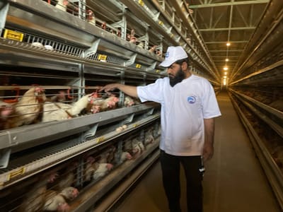 The image displays the interior of a commercial poultry farming facility located in Shuyene Vosta, Afghanistan. An adult male with a dark beard, wearing a white baseball cap, a white short-sleeved t-shirt with a blue and white logo on the left chest, and dark trousers, is positioned in the foreground. His right hand is extended into one of the multi-tiered metal cages that line both sides of a narrow aisle. Numerous light-feathered chickens are confined within these cages, and several white eggs are visible on the collection trays below them. The facility features long rows of metal cages extending into the background, illuminated by multiple overhead lights suspended from a metal truss ceiling structure.