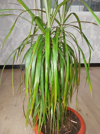 A potted Dracaena plant with long, green leaves, some of which are yellowing and browning at the tips, sits on a wooden floor in front of a patterned wallpaper. The plant is in a reddish-orange pot. The background includes a window with white blinds and a dark baseboard. The lighting appears to be artificial, casting a soft glow on the scene. This image was taken in Novaya Kosa, Russia.